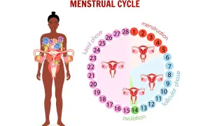 Ilustracja cyklu menstruacyjnego z zaznaczonymi fazami i dniami. Pokazuje różne rodzaje śluzu w cyklu.