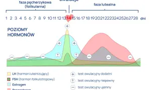 Wykres cyklu menstruacyjnego z zaznaczonym pikiem LH, wskazującym na owulację. Pozytywny test owulacyjny wypada w okolicach 14. dnia cyklu.