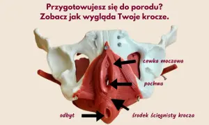 Model miednicy z zaznaczonymi strukturami krocza: cewka moczowa, pochwa, odbyt, środek ścięgnisty krocza. Pomoc w zrozumieniu, jak przygotować krocze do porodu.