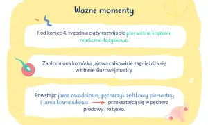 Kiedy zagnieżdża się zarodek, zapłodniona komórka jajowa całkowicie zagnieżdża się w błonie śluzowej macicy. Rozwija się krążenie maciczno-łożyskowe.