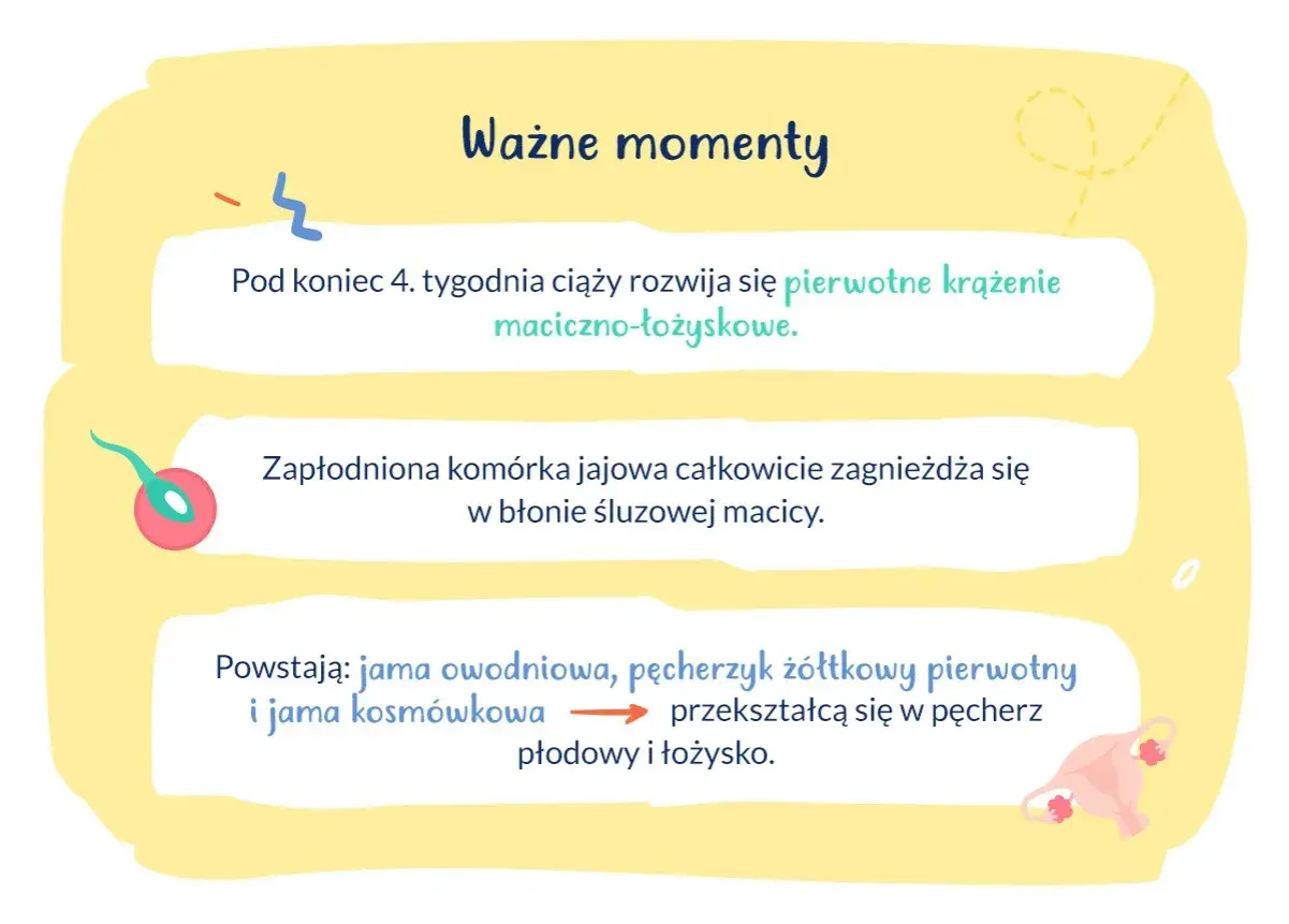 Kiedy zagnieżdża się zarodek, zapłodniona komórka jajowa całkowicie zagnieżdża się w błonie śluzowej macicy. Rozwija się krążenie maciczno-łożyskowe.