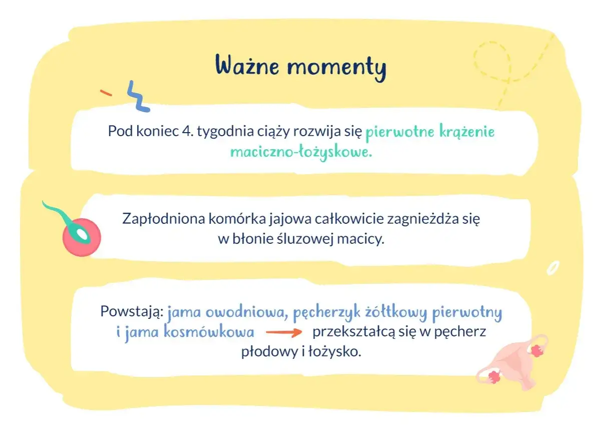 Kiedy zagnieżdża się zarodek, rozwija się krążenie maciczno-łożyskowe. Zapłodniona komórka jajowa zagnieżdża się w macicy.