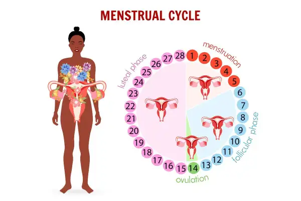 Ilustracja cyklu menstruacyjnego z zaznaczonymi fazami i dniami. Pokazuje różne rodzaje śluzu w cyklu.