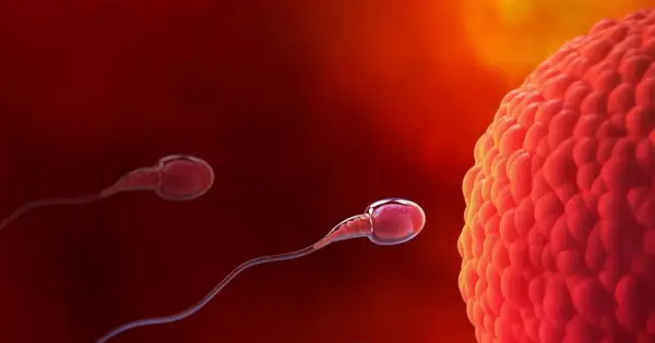 Spermatozoa zbliżają się do komórki jajowej. To początek drogi, która może prowadzić do objawów zagnieżdżenia zarodka.