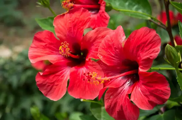 Czerwone, kwitnące hibiskusy, jakby w ciąży, z pąkiem obok.
