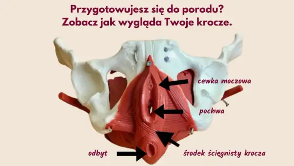 Model miednicy z zaznaczonymi strukturami krocza: cewka moczowa, pochwa, odbyt, środek ścięgnisty krocza. Pomoc w zrozumieniu, jak przygotować krocze do porodu.