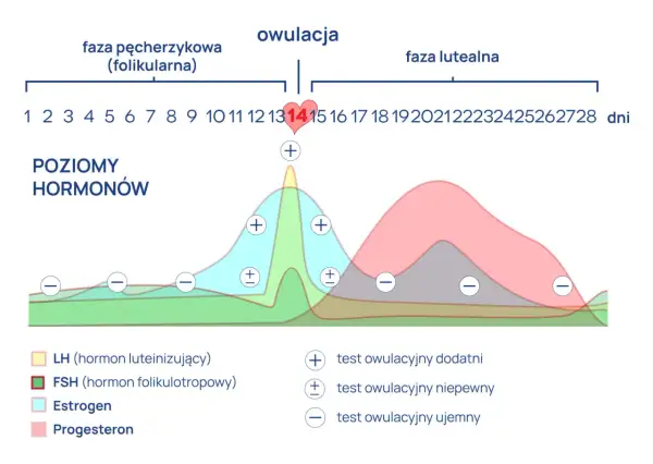 Wykres poziomu hormonów w cyklu menstruacyjnym. Pokazuje, ile dni po owulacji test może być dodatni, niepewny lub ujemny.