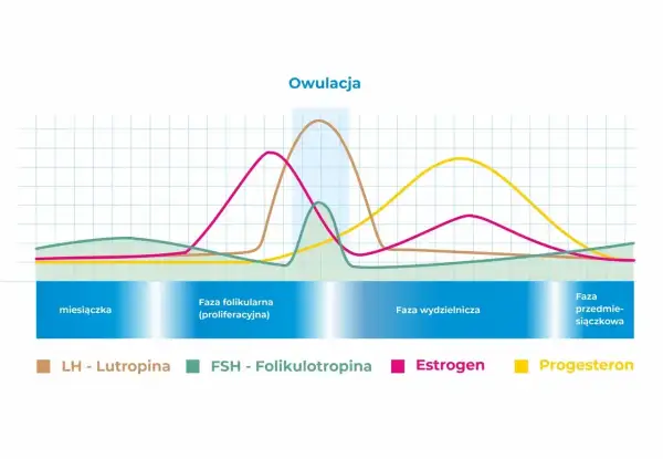 Wykres cyklu menstruacyjnego: stosunek LH do FSH, estrogenu i progesteronu w fazach cyklu.