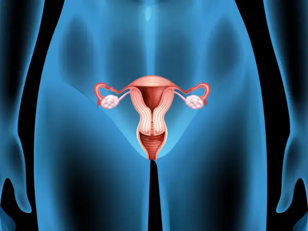 Anatomical illustration of female reproductive organs, showing the uterus, fallopian tubes, ovaries, and cervix. The cervix appears slightly dilated, suggesting changes after fertilization.