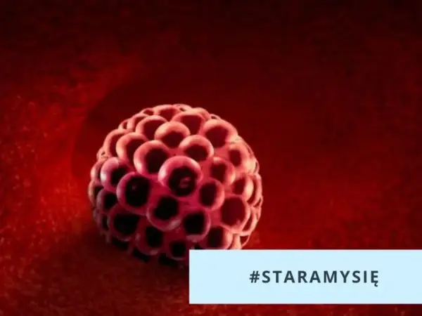 Zarodkowy blastocyst w drodze do macicy. Wczesne objawy implantacji zarodka mogą być subtelne. #STARAMYSIĘ