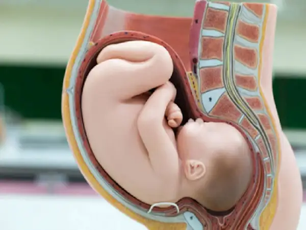 Model anatomiczny pokazuje dziecko w łonie matki. Czy dziecko w brzuchu jest głodne? Wygląda na spokojne i zrelaksowane.